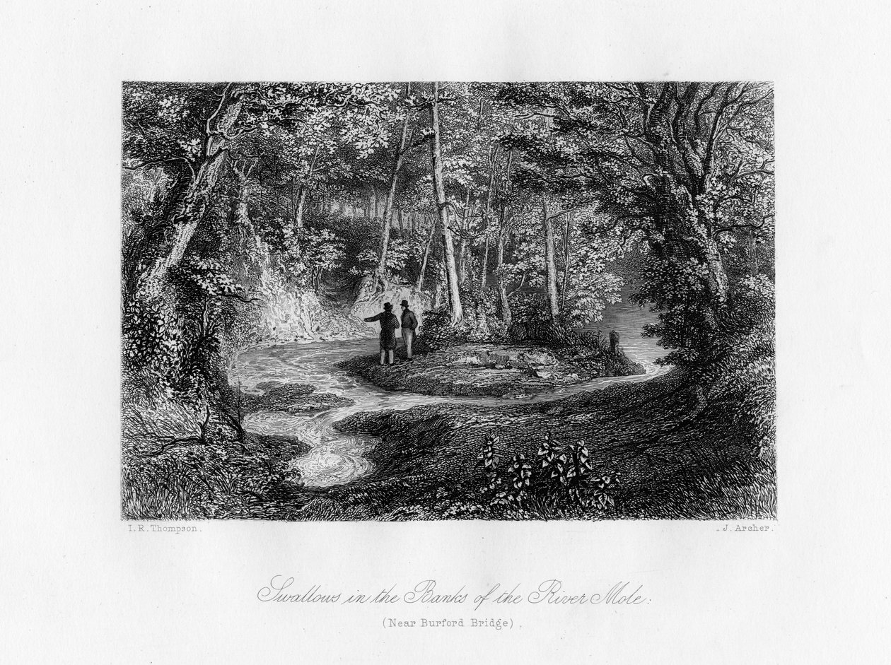 Svaler i bredden av elven Mole, Surrey, 1800-tallet av J. Archer