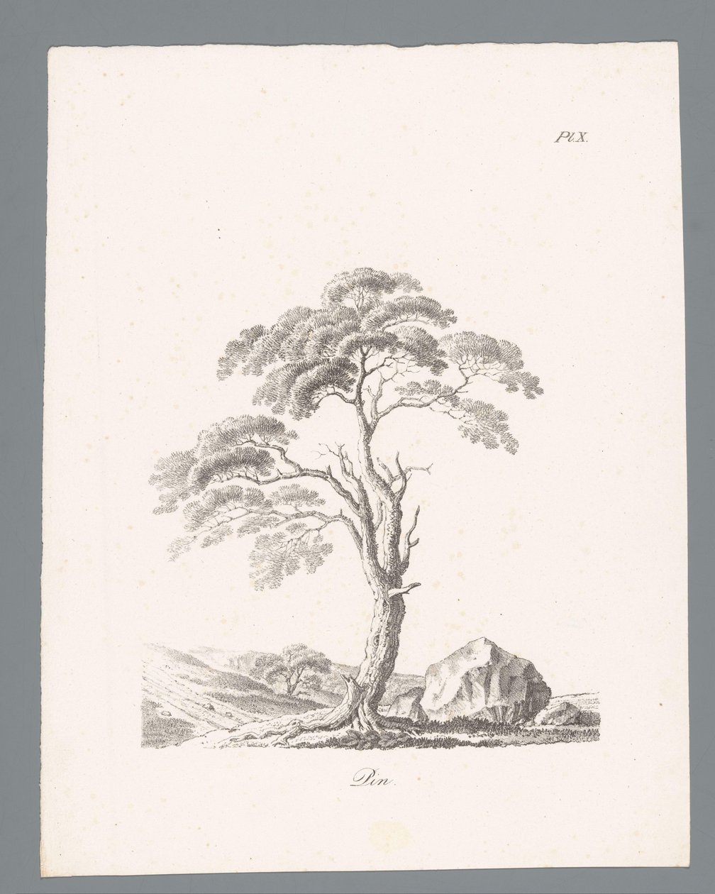 Den Pin (tittel på objekt) Studies van bomen (serietittel) Études d'arbres (serietittel) av J. Bernard