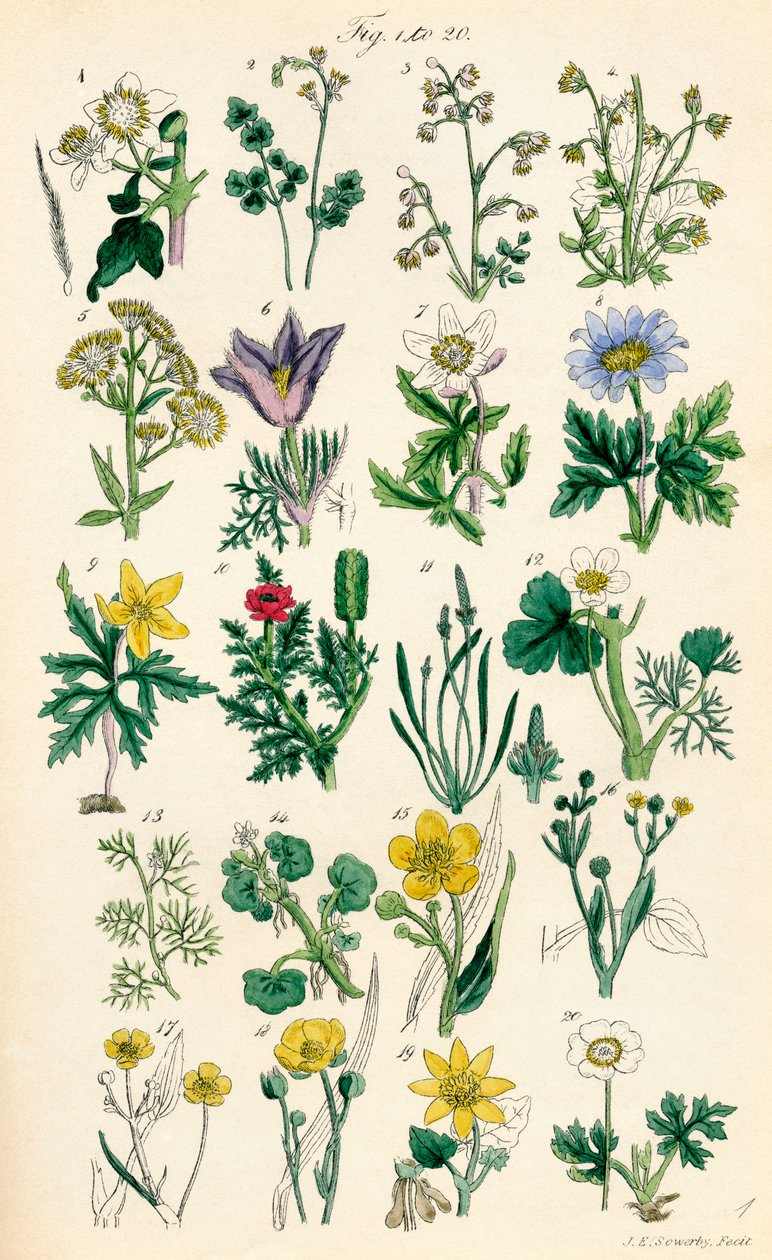 Side med fargeillustrasjoner fra British Wild Flowers etter et verk av J. E. Sowerby og C. P. Johnson av J. E. and Johnson C. P.  Sowerby