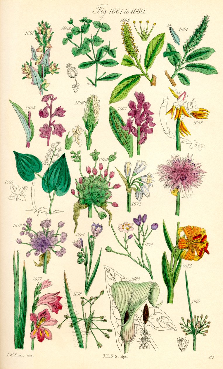 Side med fargeillustrasjoner fra British Wild Flowers etter et verk av J. E. Sowerby og C. P. Johnson av J. E. and Johnson C. P.  Sowerby