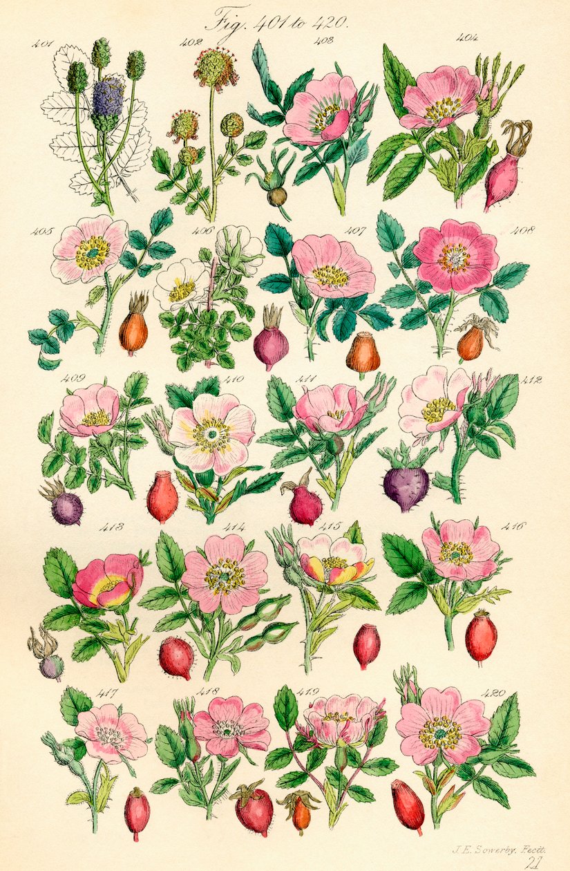 Side med fargeillustrasjoner fra British Wild Flowers etter et verk av JE Sowerby og CP Johnson av J. E. and Johnson C. P.  Sowerby