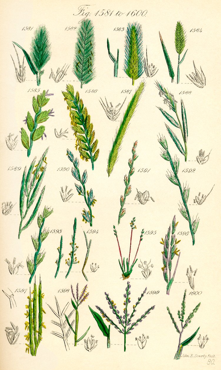 Side med fargeillustrasjoner fra British Wild Flowers etter et verk av J. E. Sowerby og C. P. Johnson av J. E. and Johnson C. P.  Sowerby