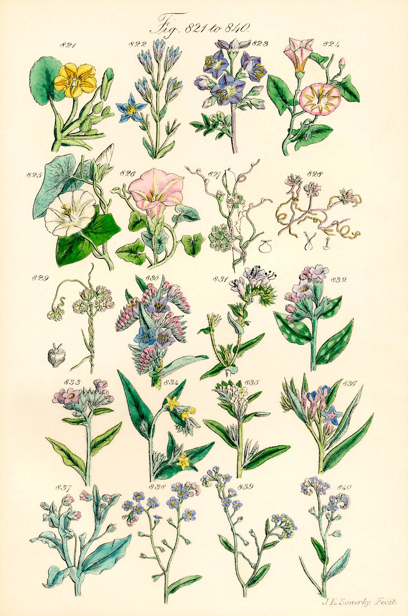 Side med fargeillustrasjoner fra British Wild Flowers etter et verk av JE Sowerby og CP Johnson av J. E. and Johnson C. P.  Sowerby