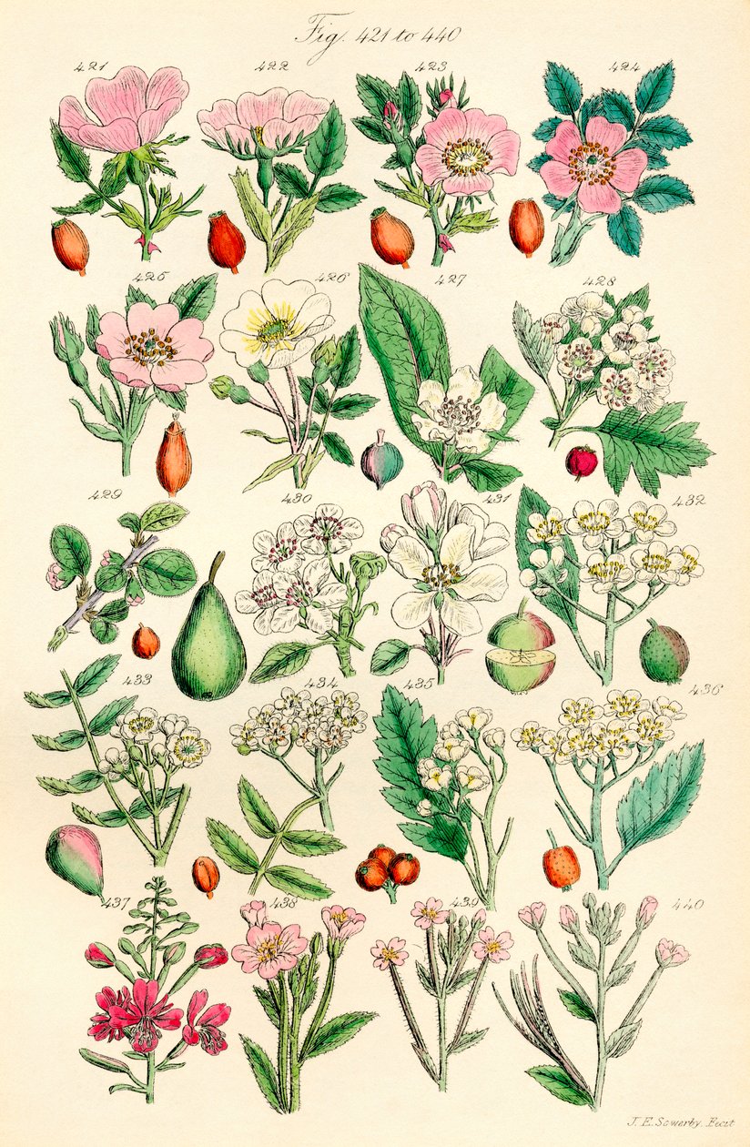 Side med fargeillustrasjoner fra British Wild Flowers etter et verk av J. E. Sowerby og C. P. Johnson av J. E. and Johnson C. P.  Sowerby