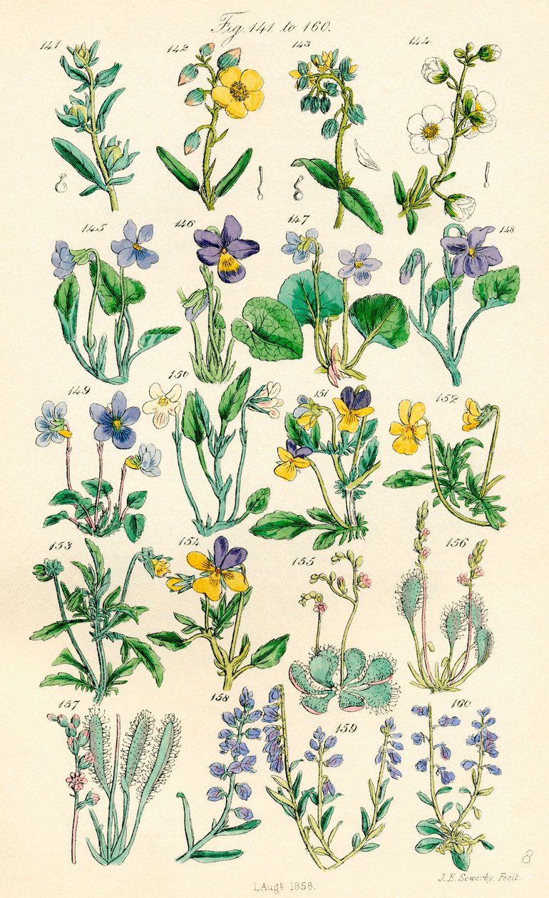Side med fargeillustrasjoner fra British Wild Flowers etter et verk av J. E. Sowerby og C. P. Johnson av J. E. and Johnson C. P.  Sowerby