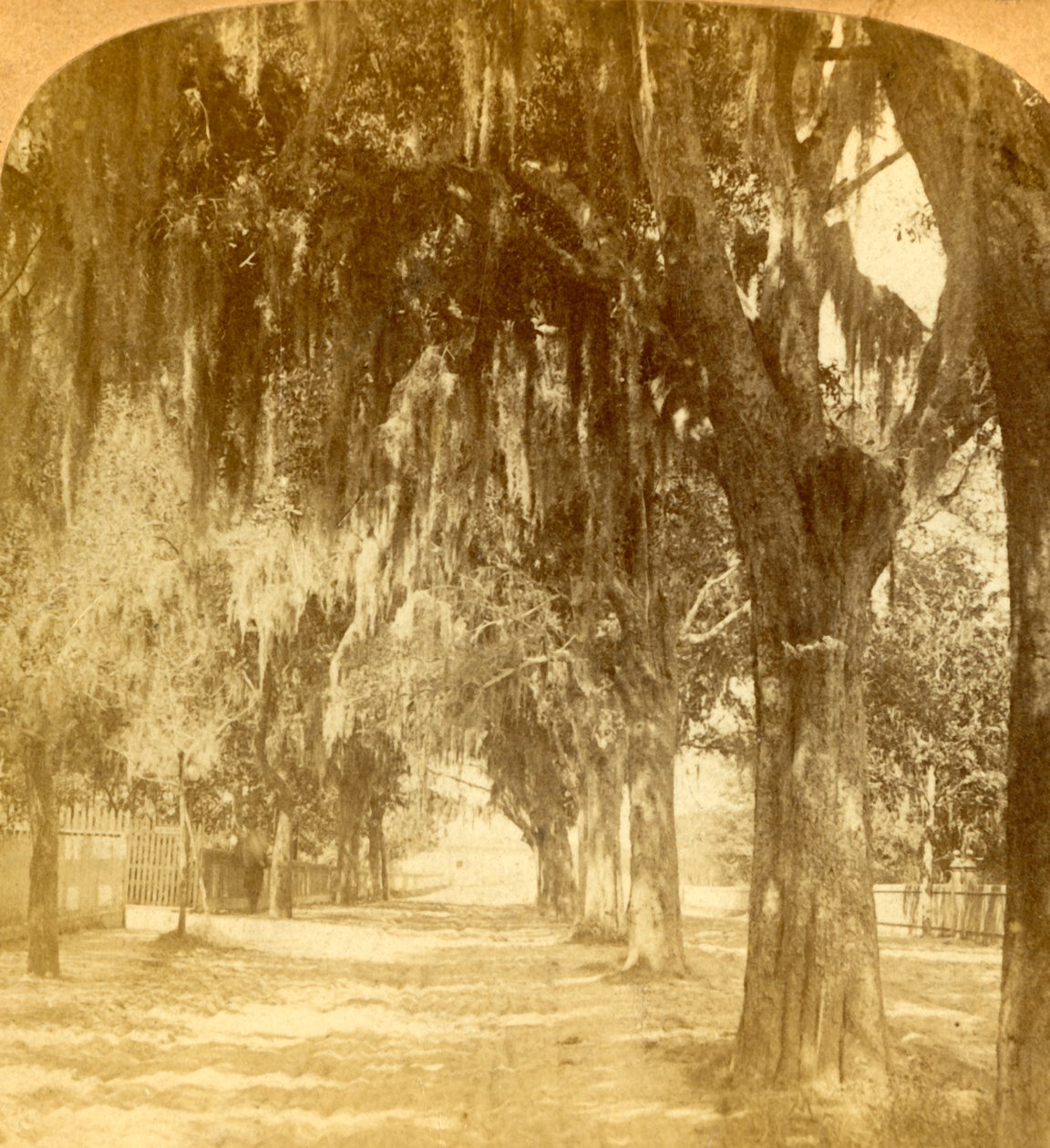 Inngang til St. Augustine, Florida, USA, 1901. av J. F. Jarvis