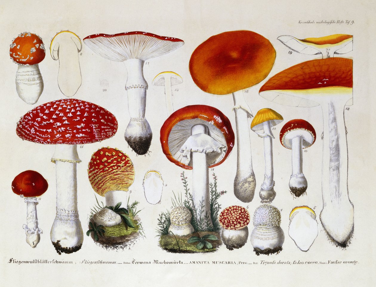 Amanita Muscaria, ca. 1831-46 av J. G. Calve
