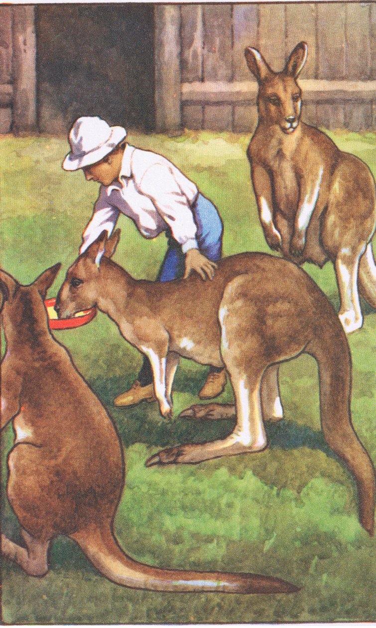 Australsk gutt, fra MacMillan skoleplakater, ca. 1950-60-tallet (farge litho) av J. Macfarlane