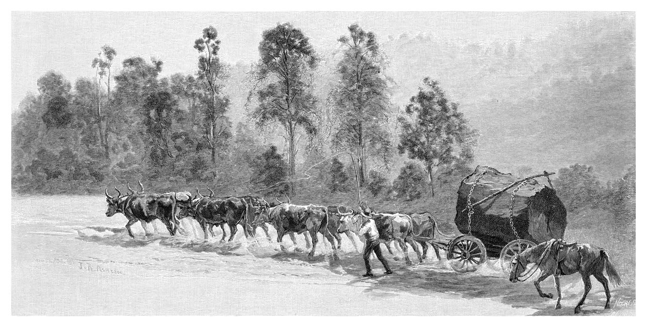 Cedar-komme på Richmond River, New South Wales, Australia, 1886. av J. R. Ashton