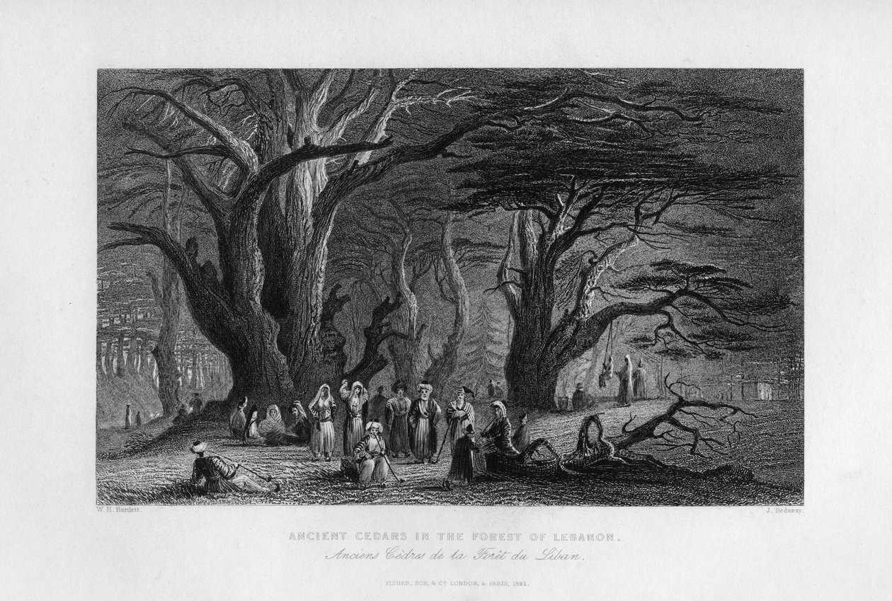 Gamle sedertre i Libanons skog, 1841 av J. Redaway