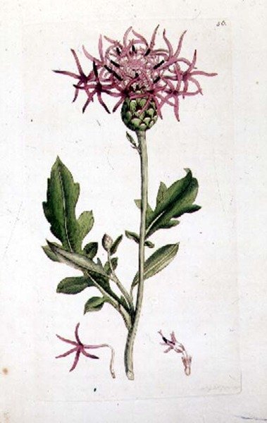 Great Knapweed, fra et volum av "English Botany" pub. 1790-1814 (håndfarget gravering) av J. and Smith J.E. Sowerby