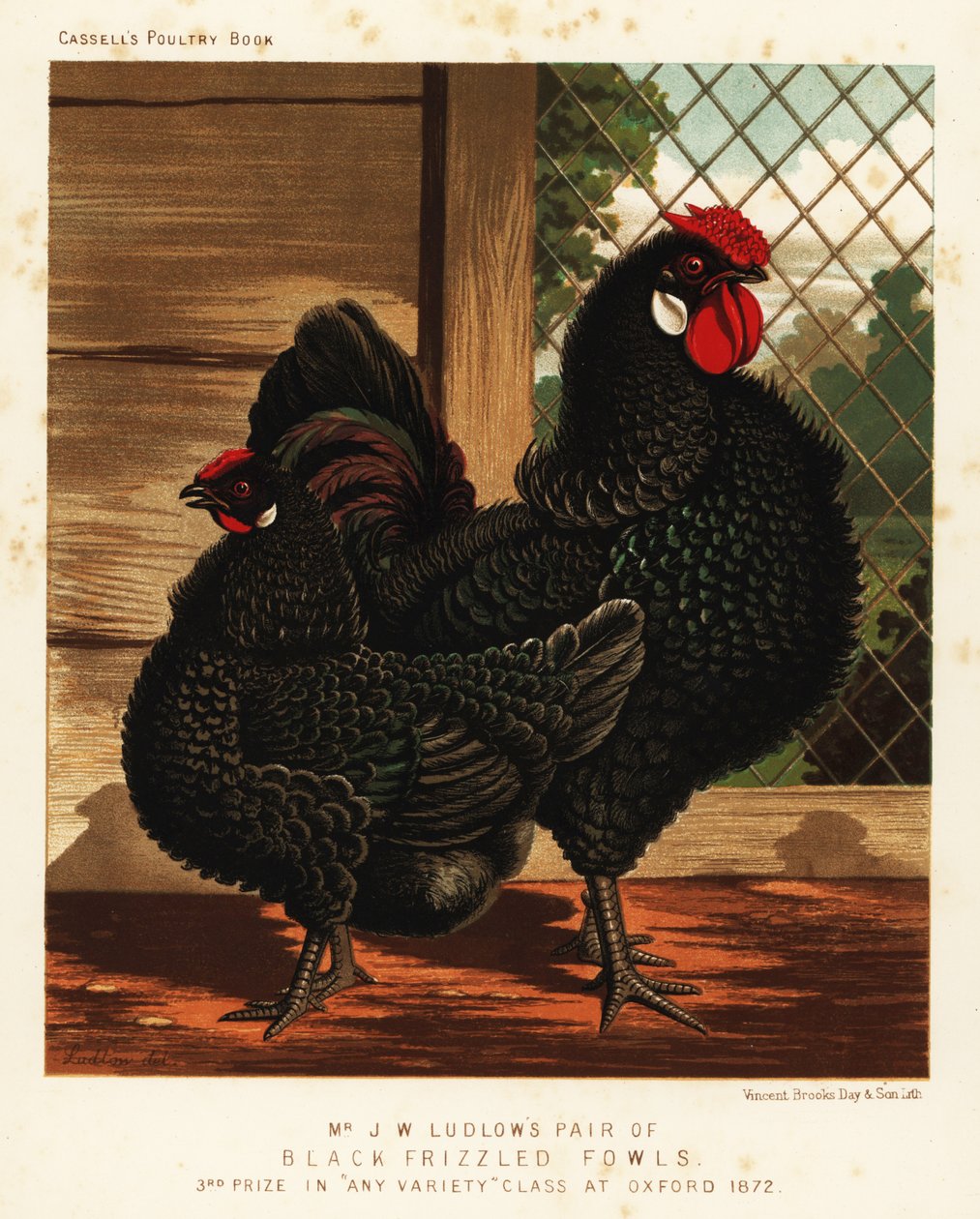 Svart kruset fugl, hane og høne av J. W. (after) Ludlow