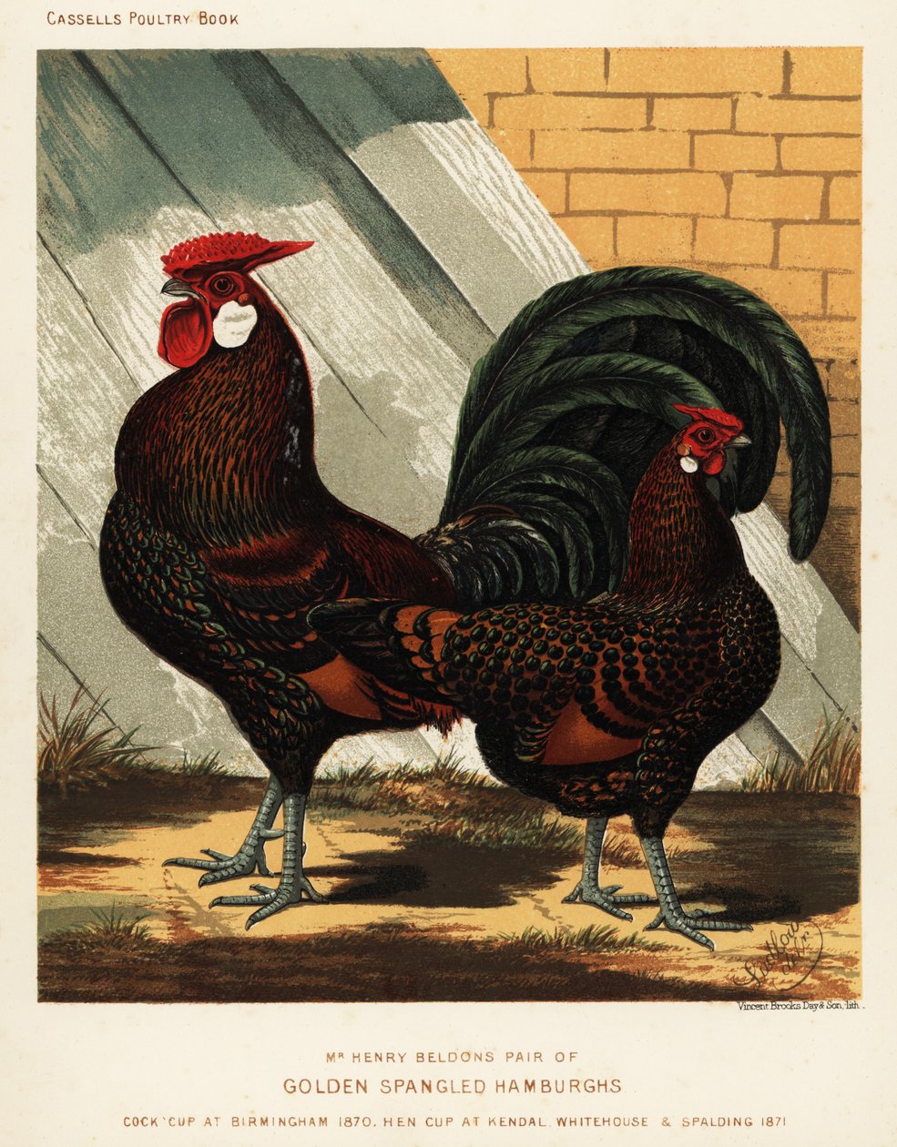 Golden spangled Hamburgh hane og høne av J. W. (after) Ludlow