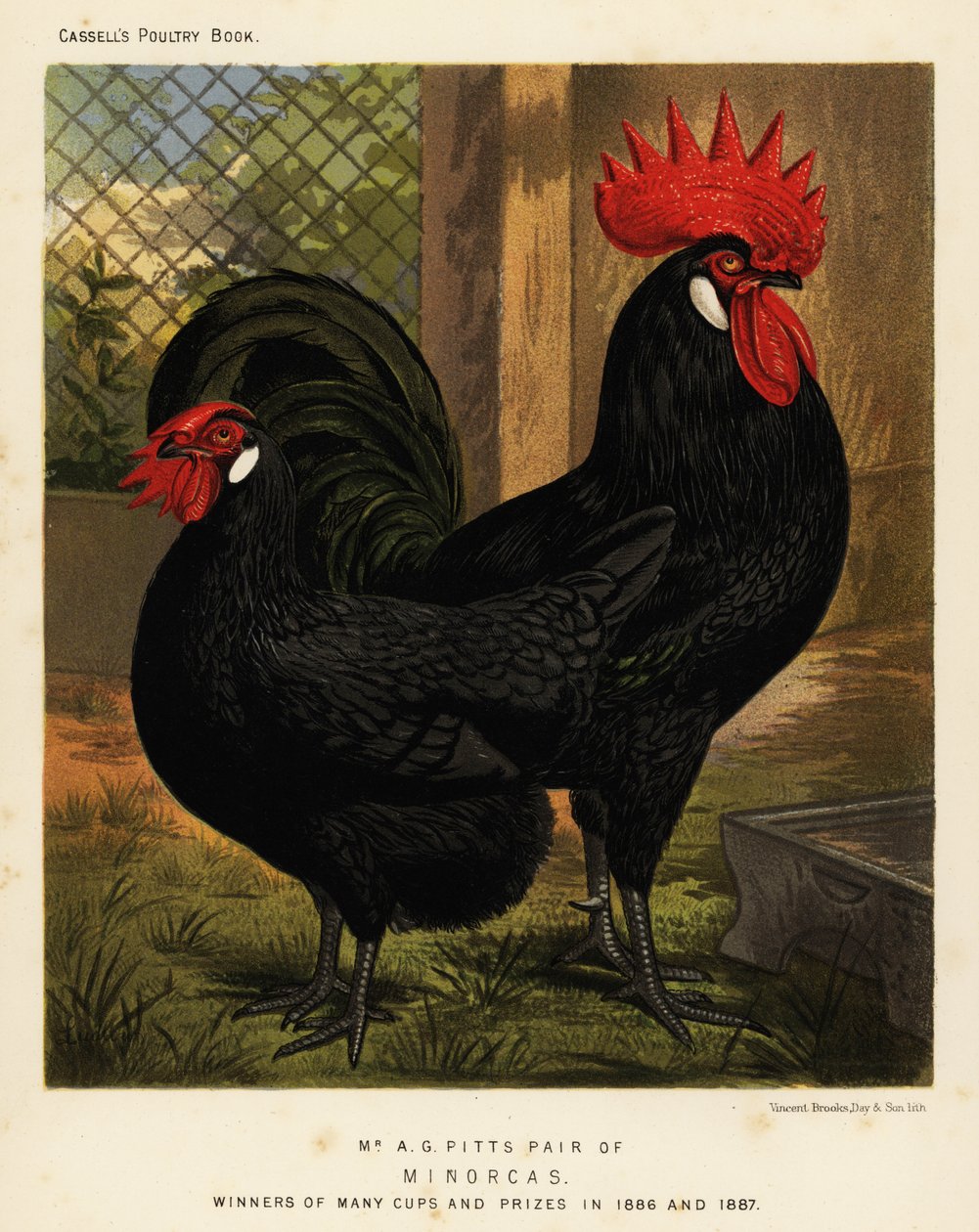 Minorca kyllinger, hane og høne, Gallus gallus domesticus av J. W. (after) Ludlow