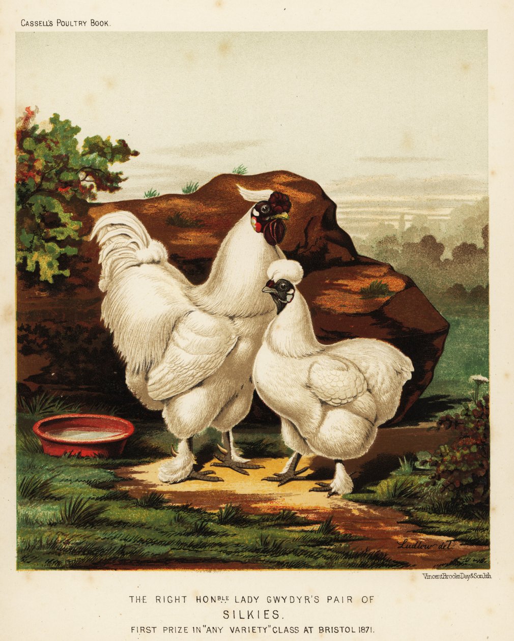 Silkie eller Silkeaktig hane og høne av J. W. (after) Ludlow