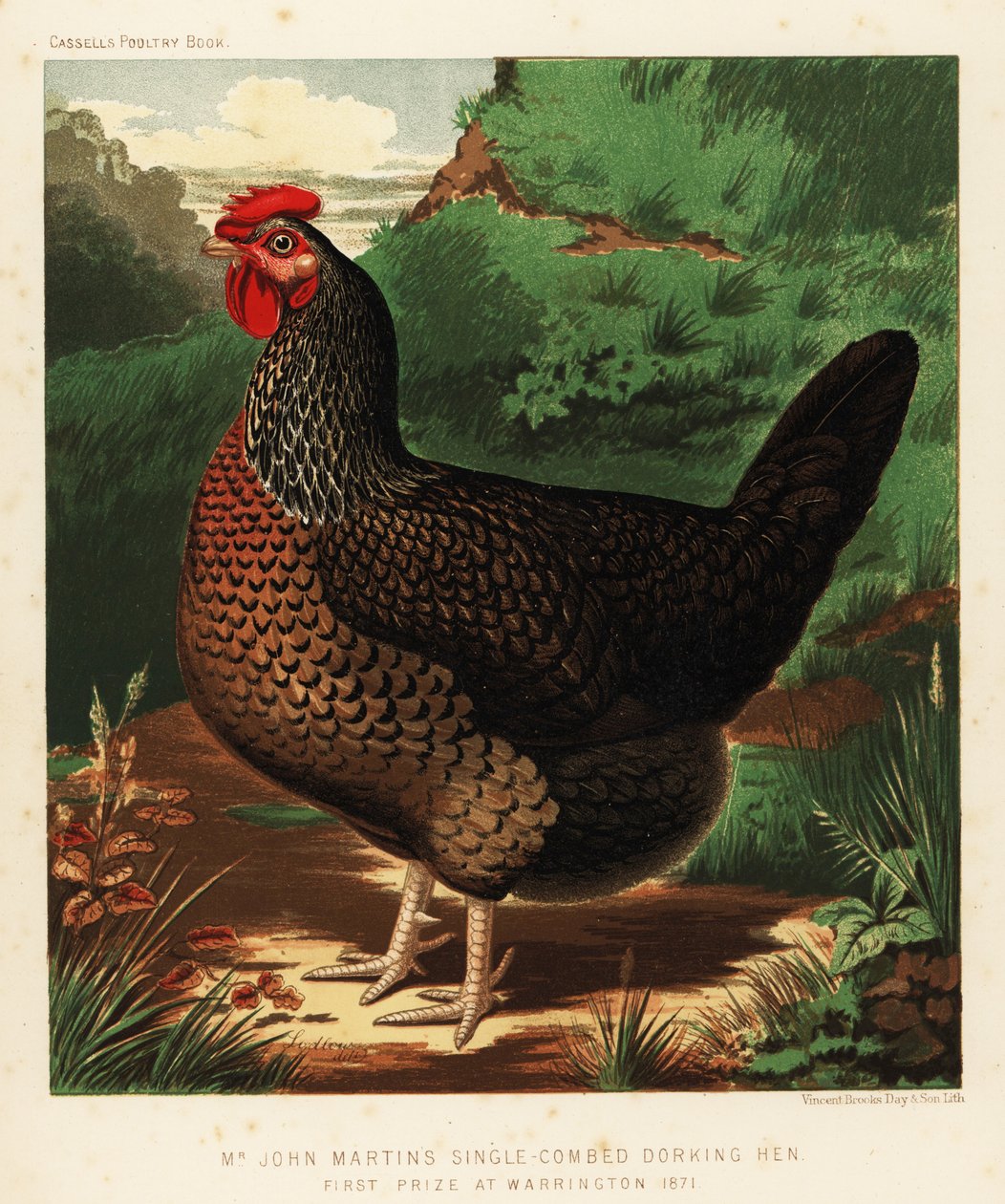 Enkeltkjemmet Dorkinghøne av J. W. (after) Ludlow