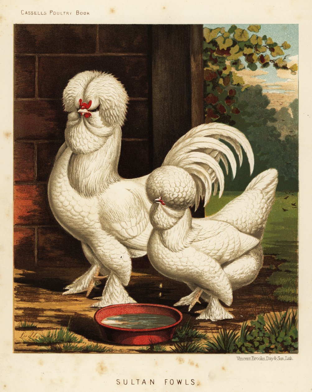 Sultanfugler, Gallus tamhane av J. W. (after) Ludlow