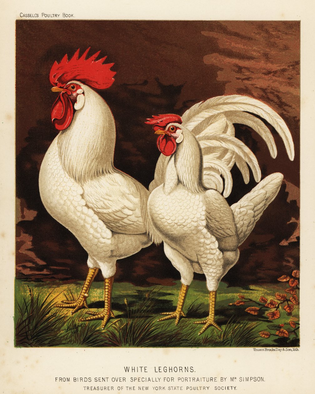 Hvite leghorn eller Livorno hane og høne av J. W. (after) Ludlow