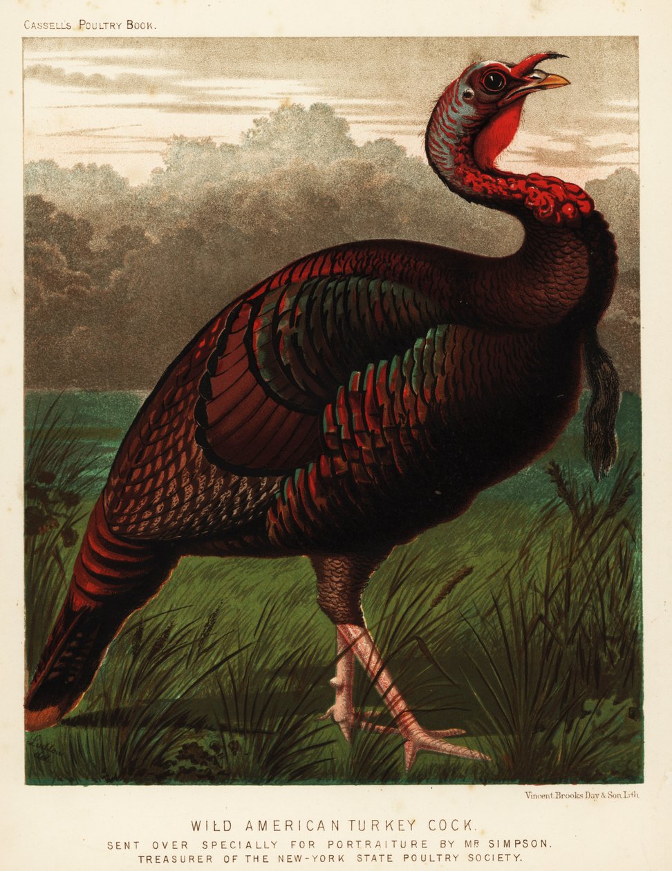 Vill amerikansk kalkunhane, Meleagris gallopavo av J. W. (after) Ludlow