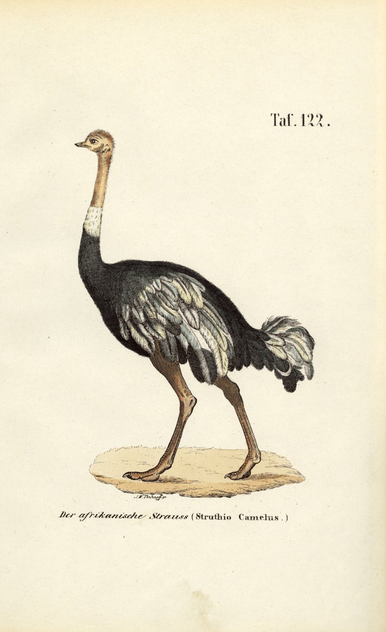  av J. W. Tenhaeff