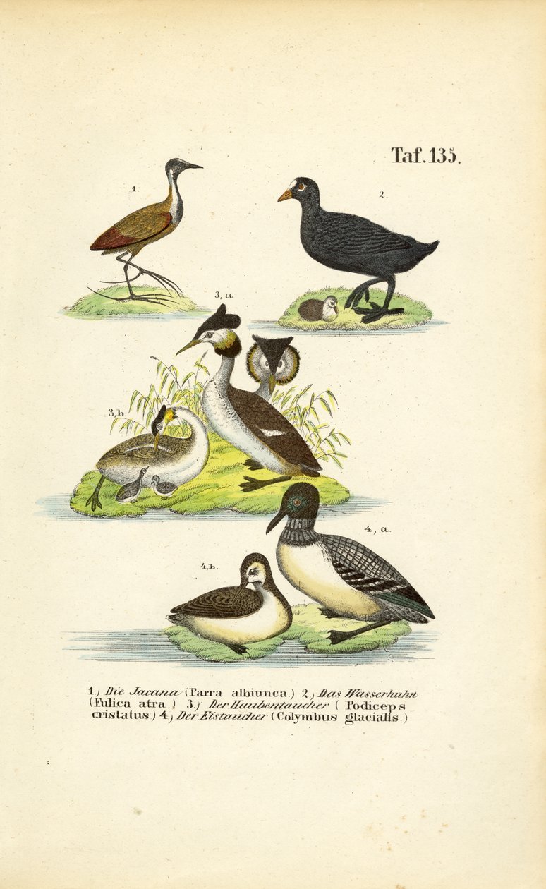 Vannfugler med jacana, sothøne, toppdykker og islom av J. W. Tenhaeff