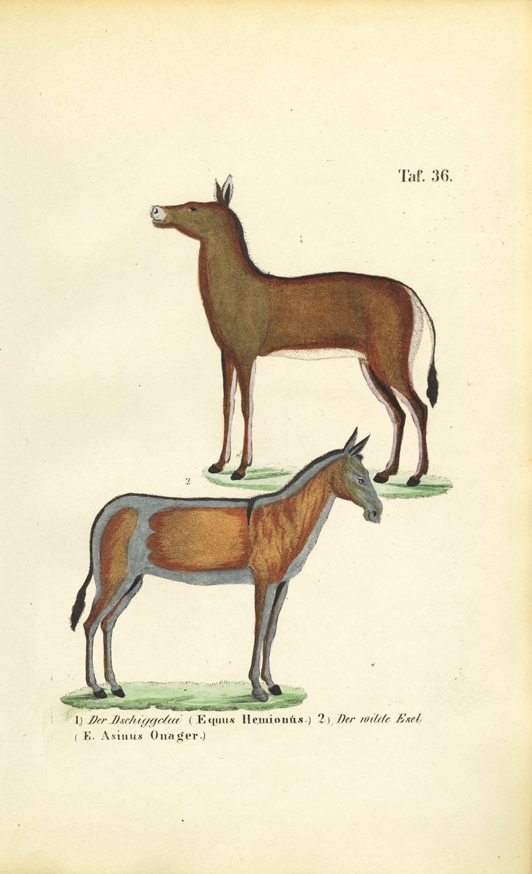 Asiatiske villhester: Ziggetai og Onager av J. W. Tenhaeff