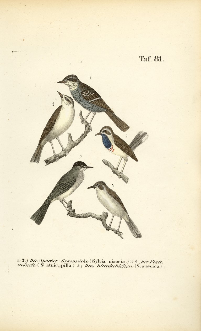 Strengesanger, svarthals og blåstrupe av J. W. Tenhaeff