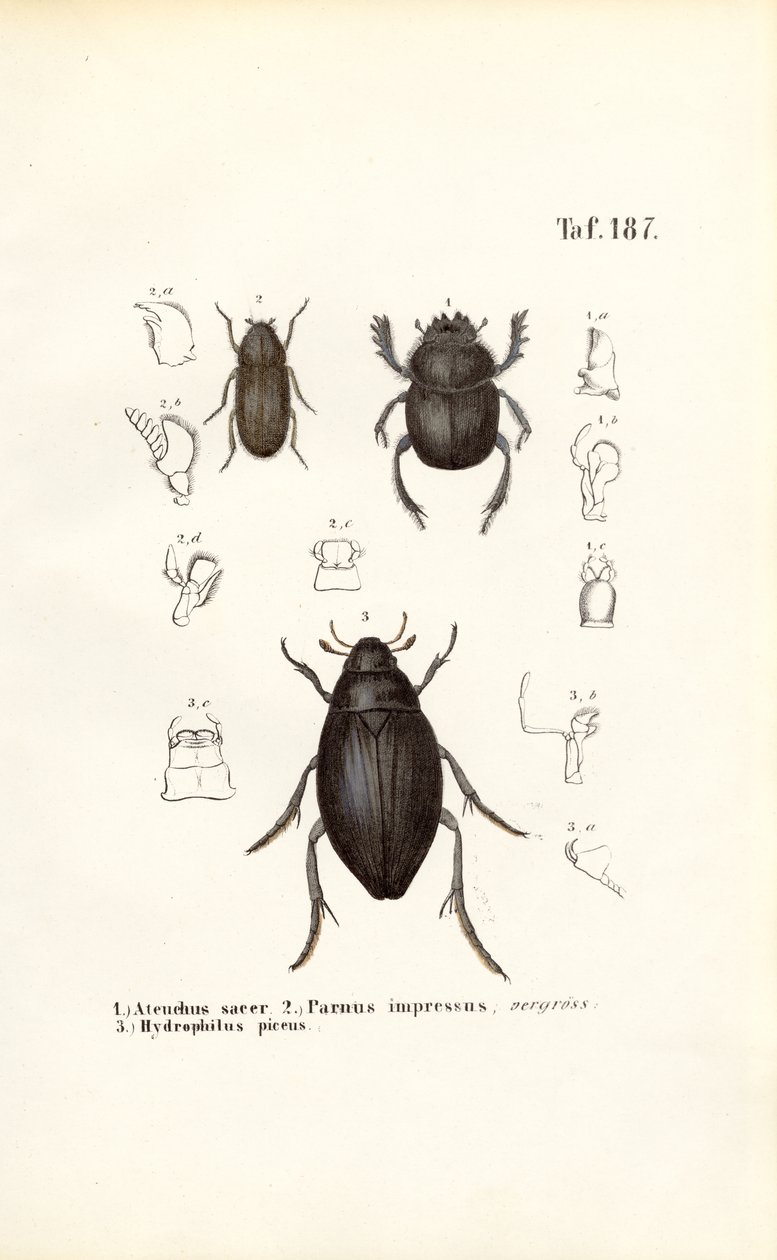Biller av familiene Scarabaeidae og Hydrophilidae med anatomiske detaljer av J. W. Tenhaeff