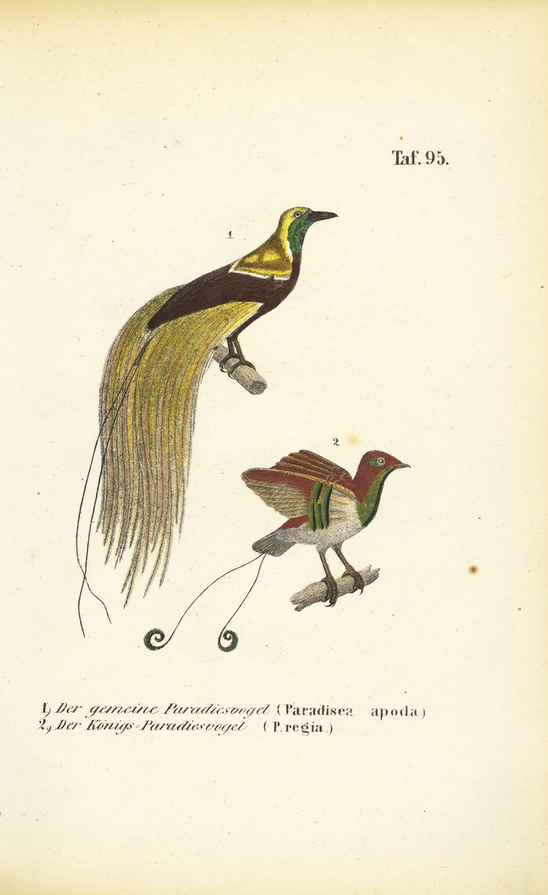 av J. W. Tenhaeff