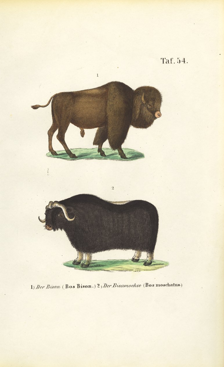 Bison og moskus av J. W. Tenhaeff
