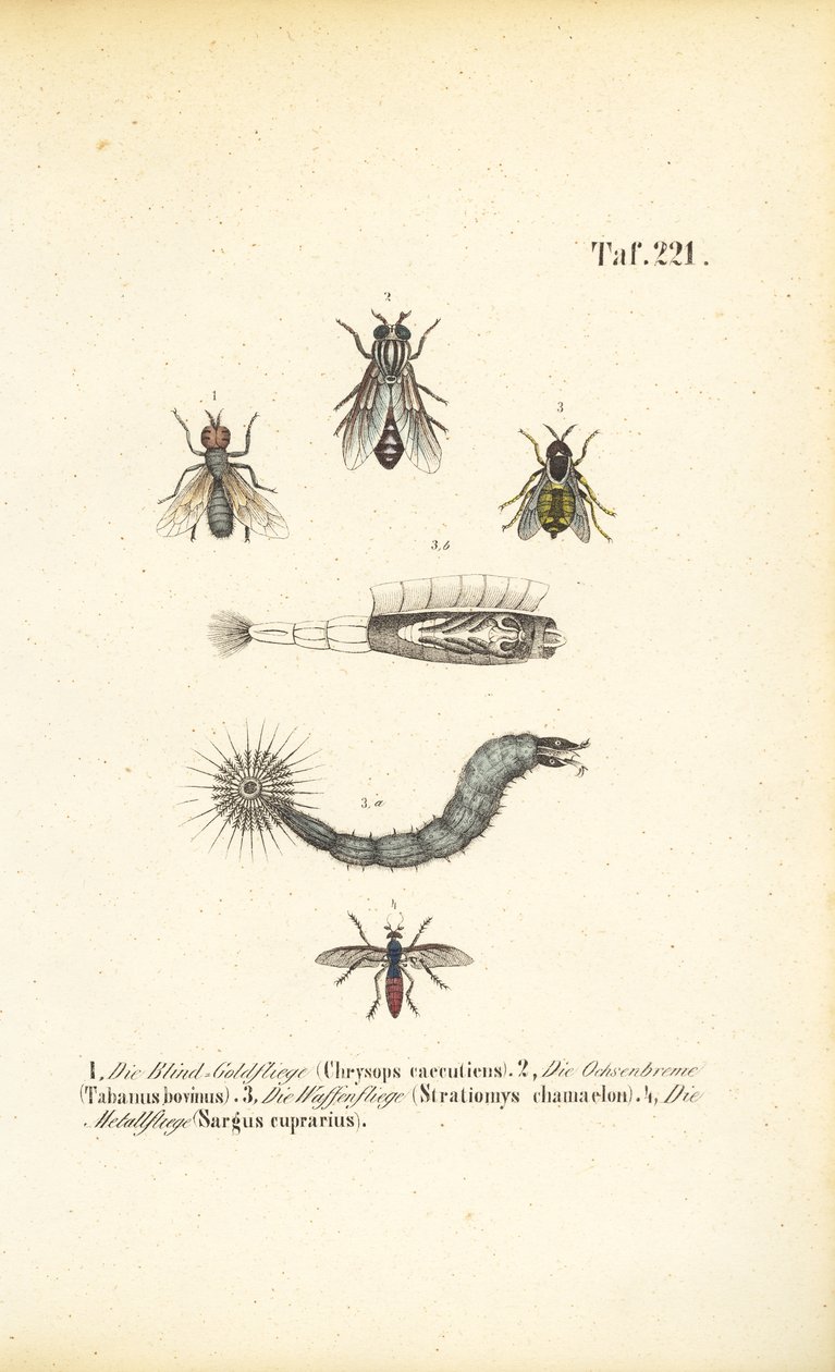  av J. W. Tenhaeff