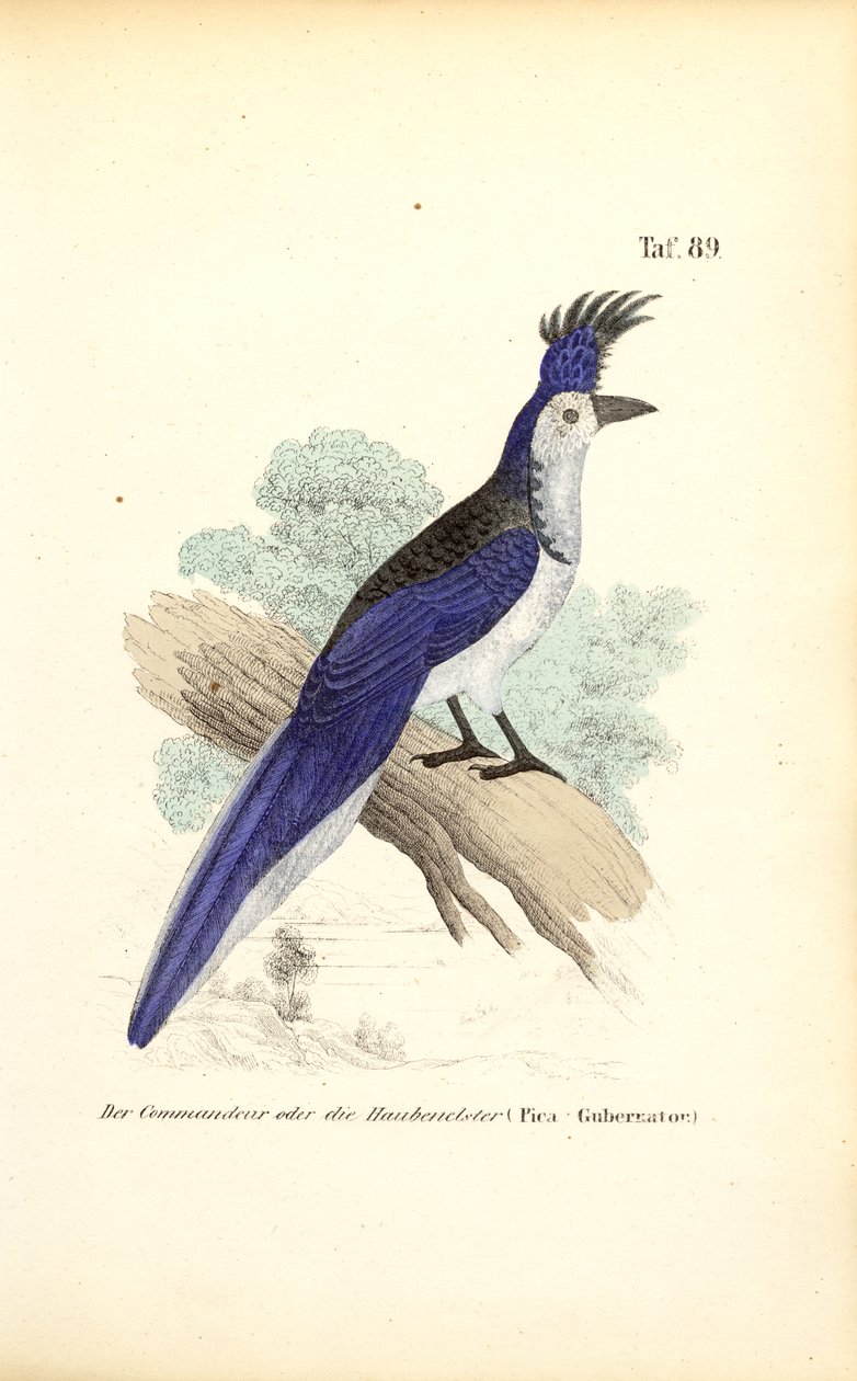  av J. W. Tenhaeff