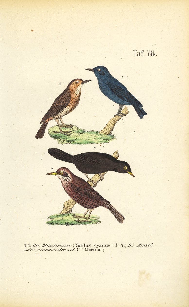  av J. W. Tenhaeff