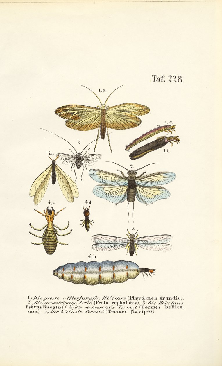  av J. W. Tenhaeff