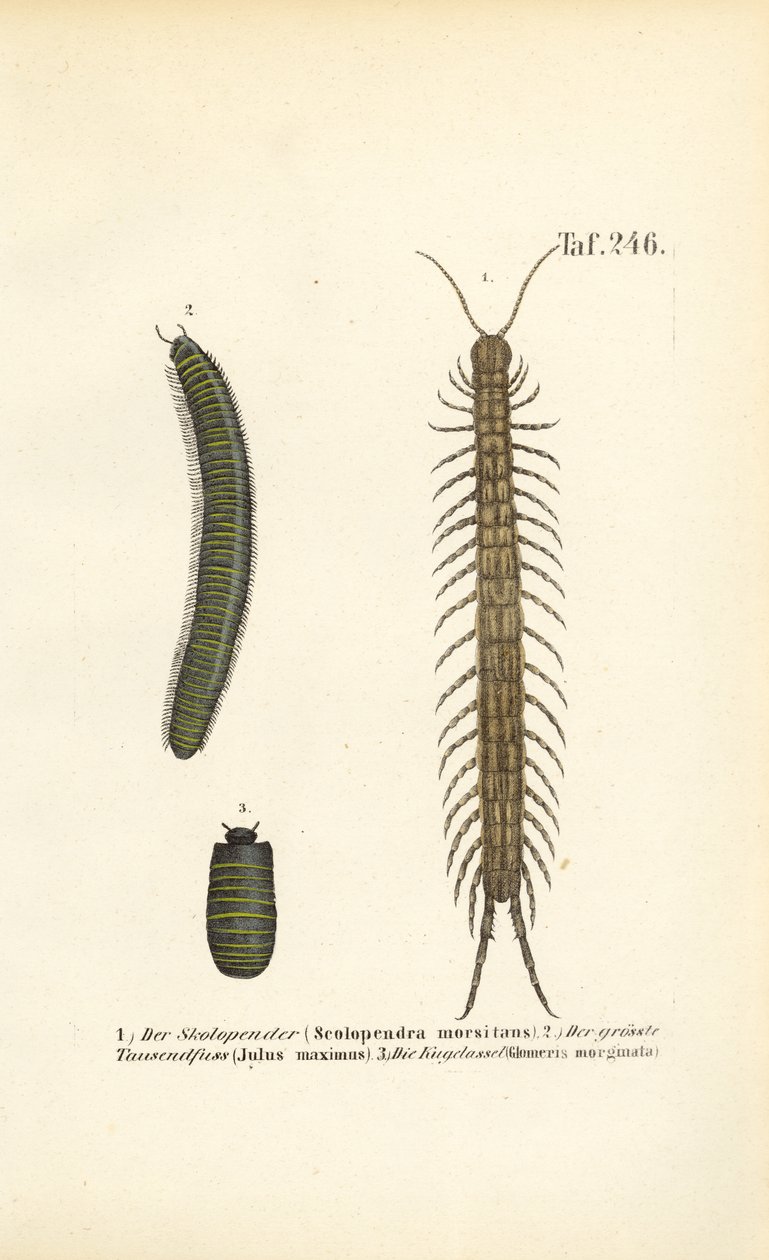 Tusenbein, tusenbein og nøtteskrålus av J. W. Tenhaeff