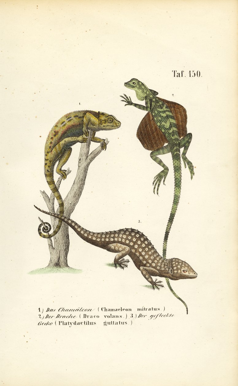 Kameleon, flygende drage og tokaygekko av J. W. Tenhaeff