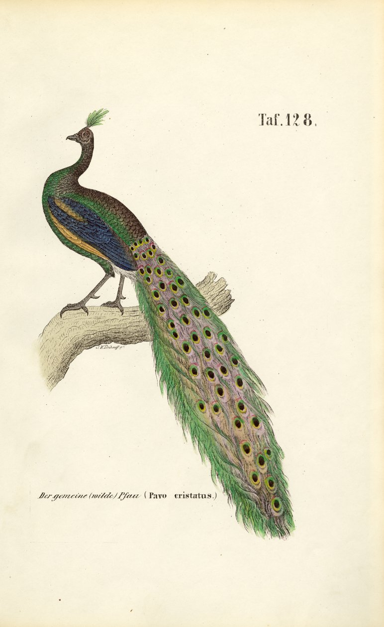  av J. W. Tenhaeff