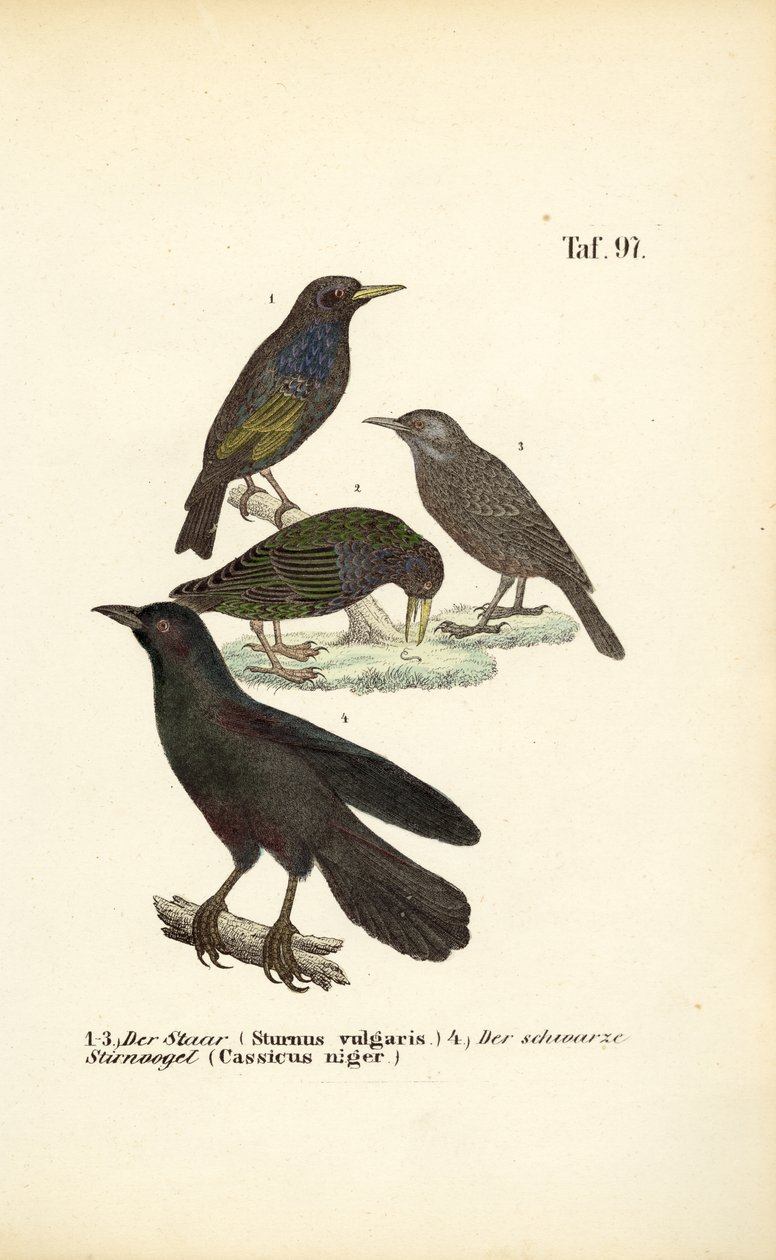  av J. W. Tenhaeff