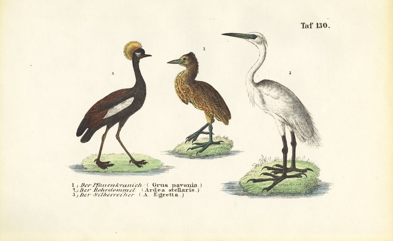 Traner og hegrer av J. W. Tenhaeff