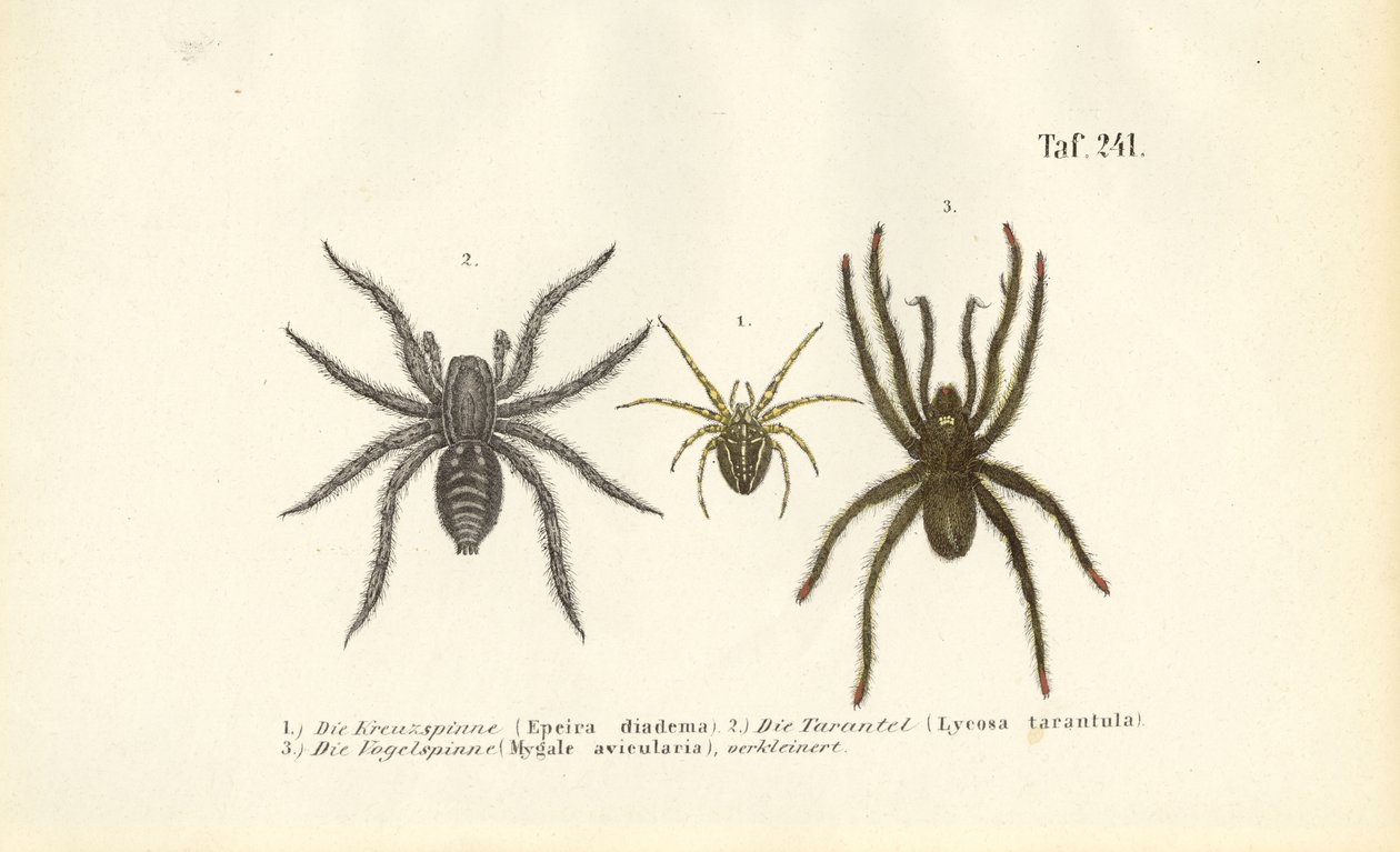 Farlige edderkopparter av J. W. Tenhaeff