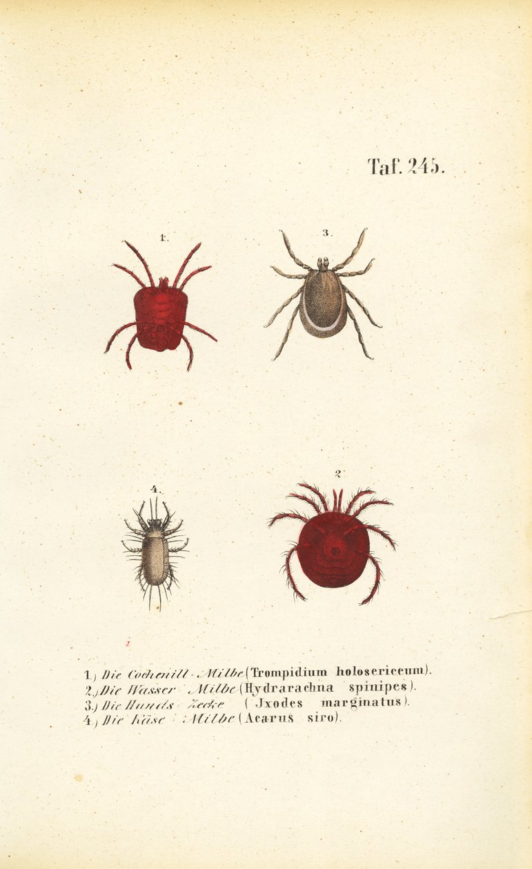  av J. W. Tenhaeff