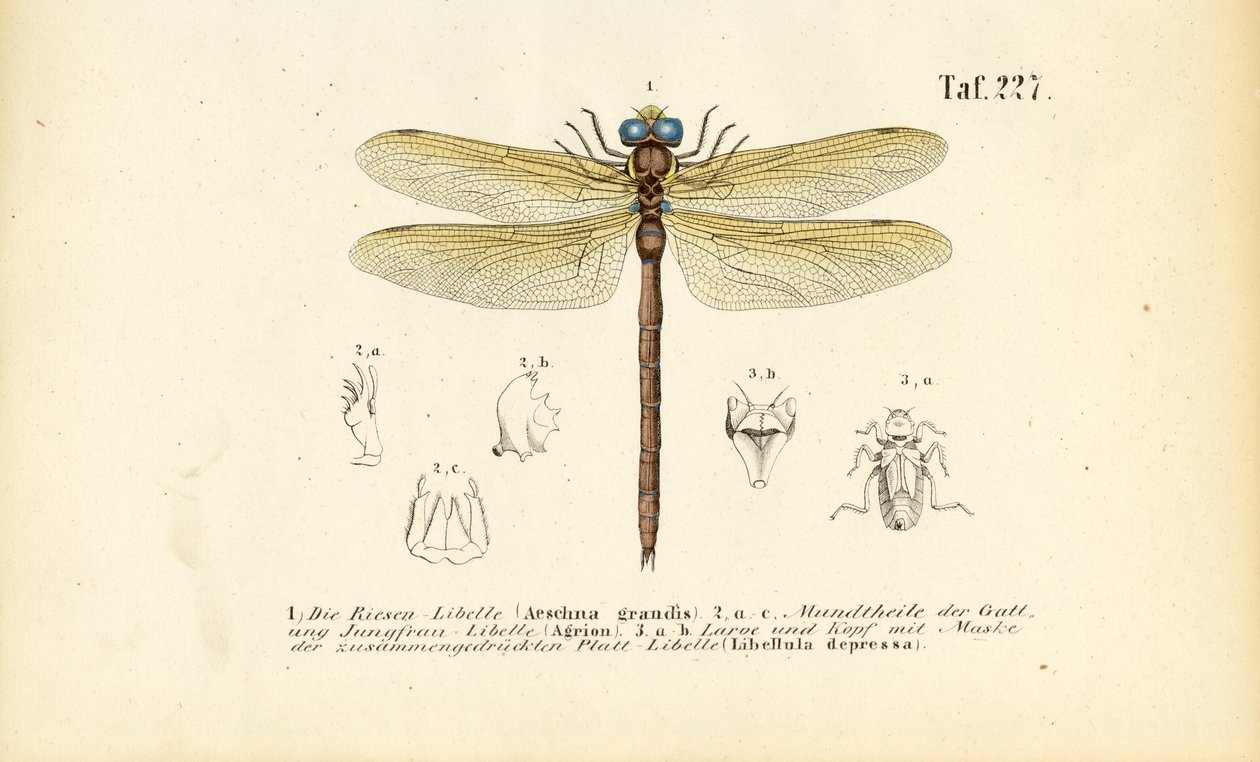 Øyenstikkere med munndelene og larvene sine av J. W. Tenhaeff
