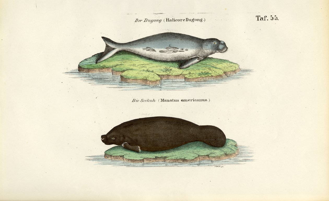 Dugong og manat av J. W. Tenhaeff