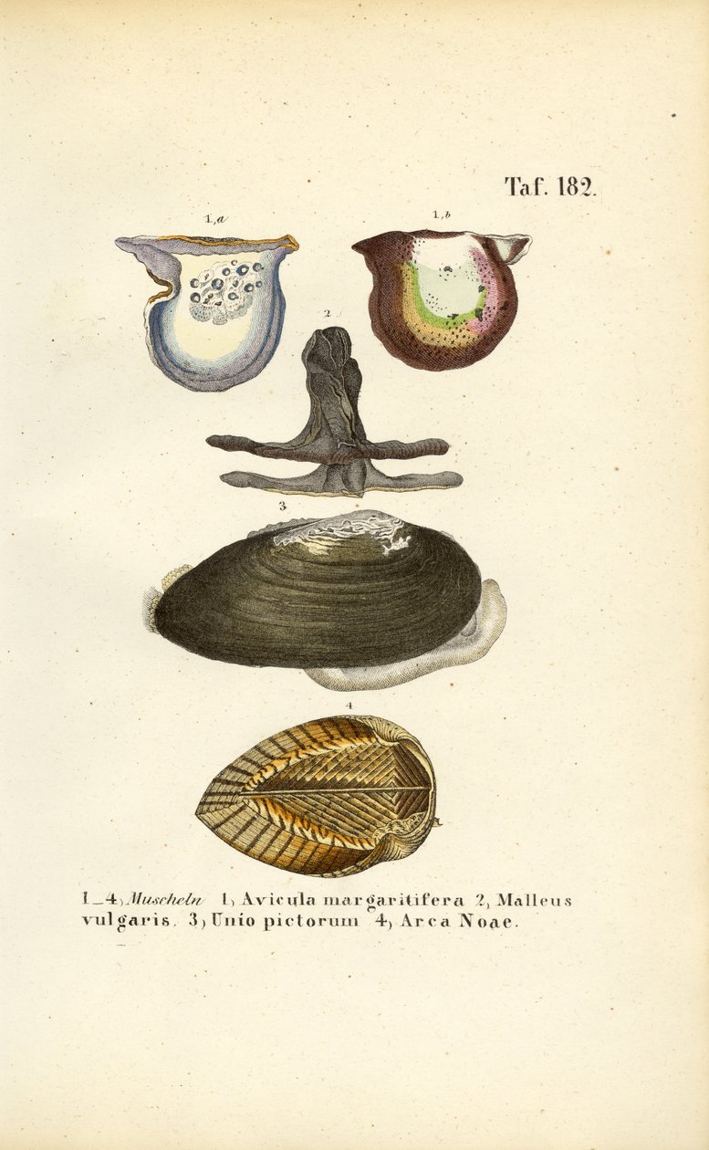  av J. W. Tenhaeff