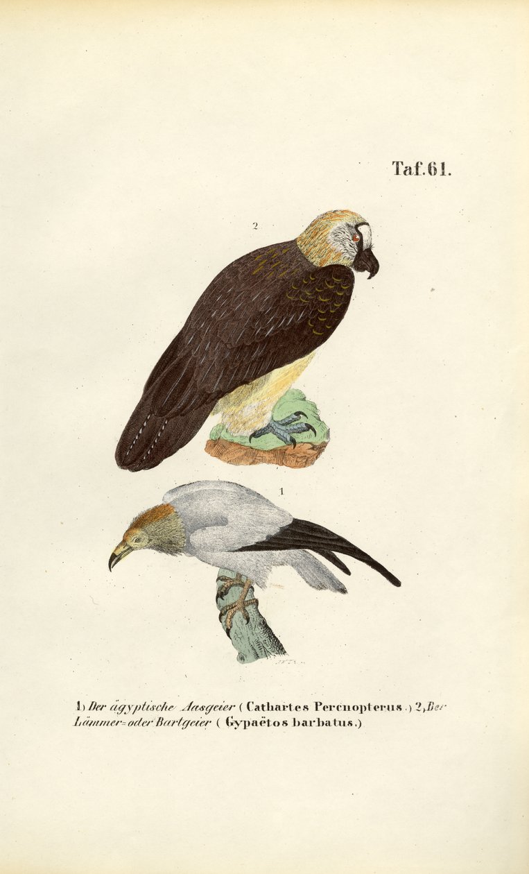  av J. W. Tenhaeff