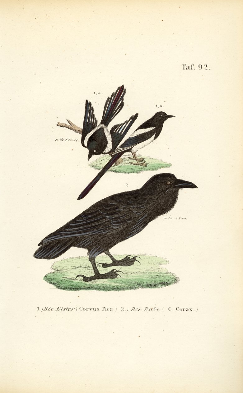  av J. W. Tenhaeff
