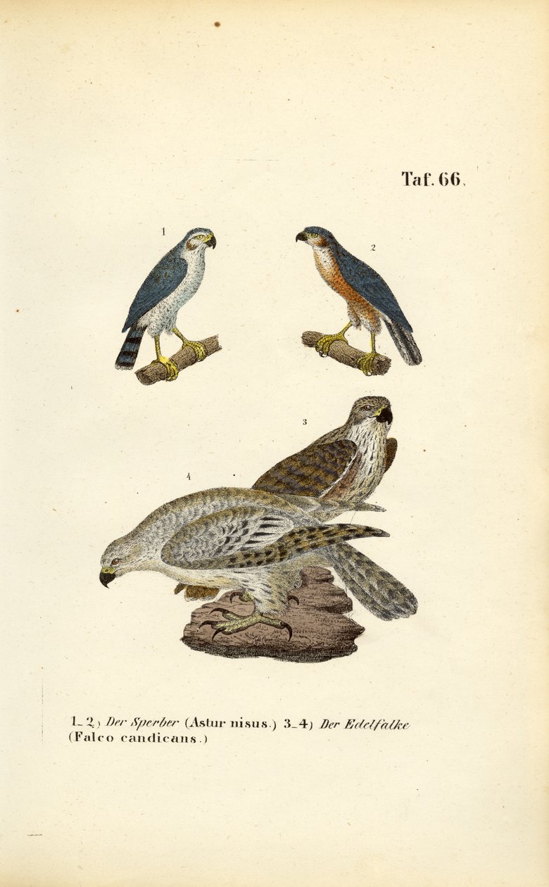 Spurvehauk og jaktfalk av J. W. Tenhaeff