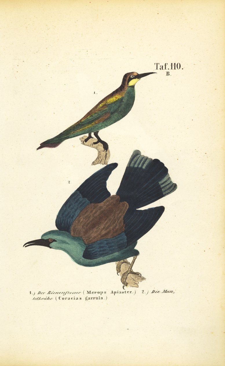  av J. W. Tenhaeff