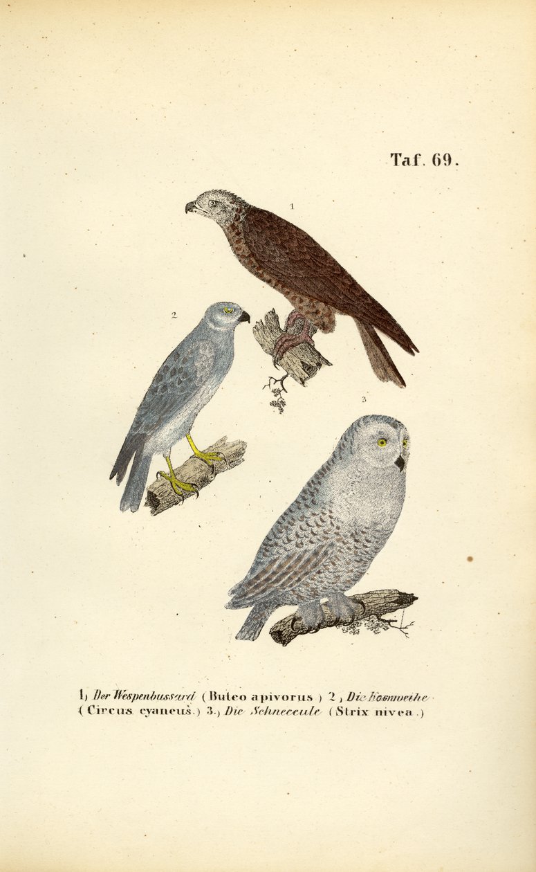  av J. W. Tenhaeff