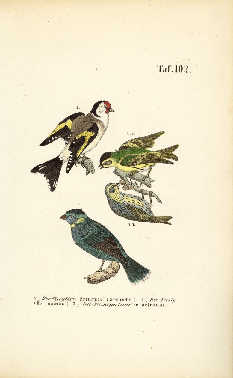 Europeisk gullfink, siskin og steinspurv av J. W. Tenhaeff